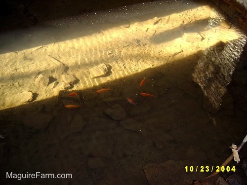 Six gold fish swimming around in the springhouse water